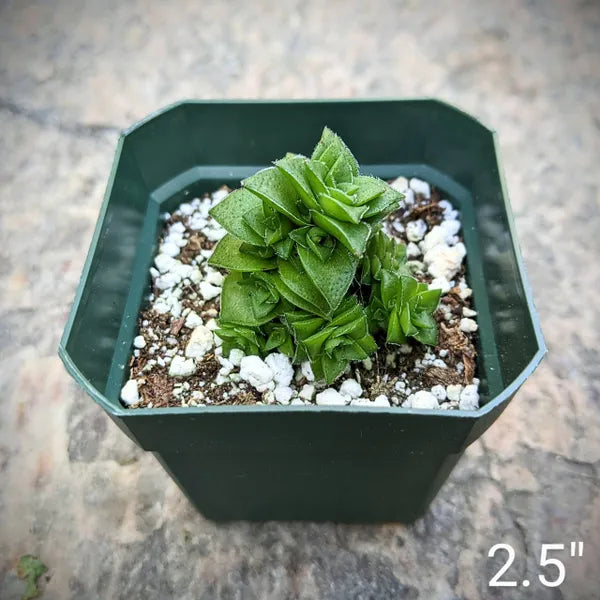 Crassula Socialis