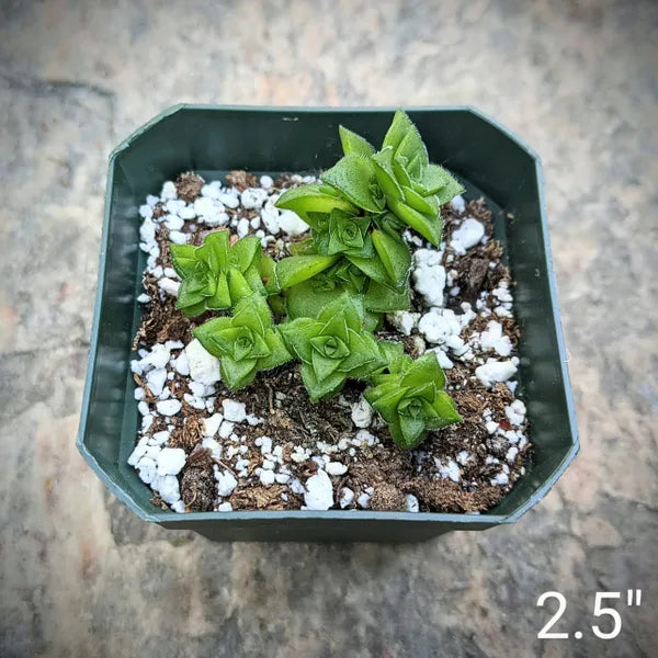 Crassula Socialis