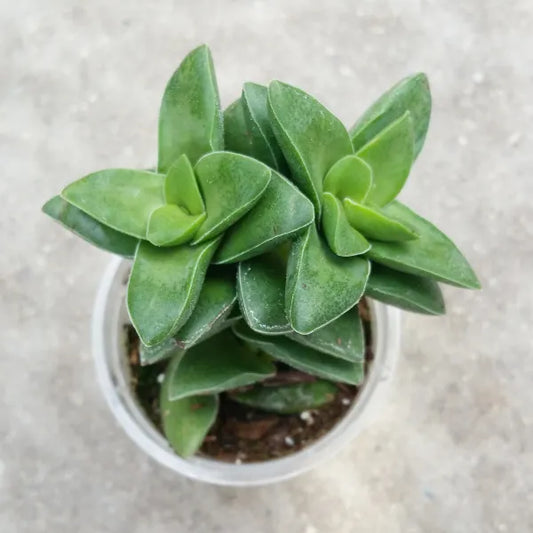 Crassula Springtime