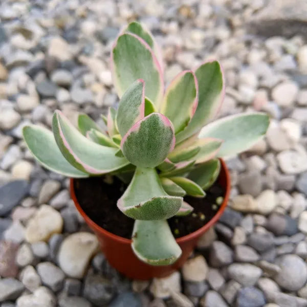 Close-up of sun-stressed Crassula Swaziensis Variegata with intensified pink margins under bright light conditions."