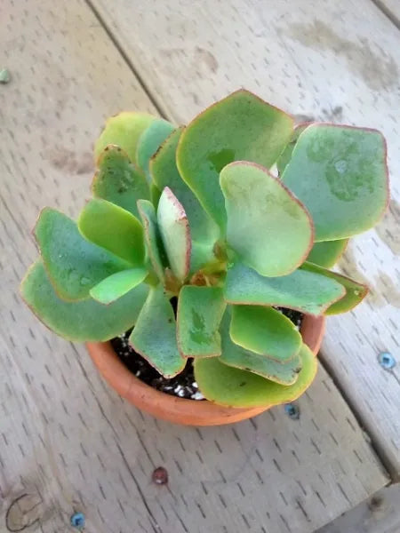 Crassula 'Blue Bird'