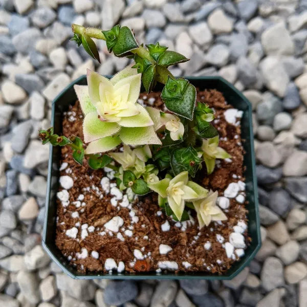 Close-up of a clump of Crassula Corymbulosa Variegated showing shades of yellow, cream, and green in the leaves.