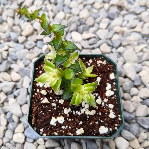 Close-up of a clump of Crassula Corymbulosa Variegated showing shades of yellow, cream, and green in the leaves.