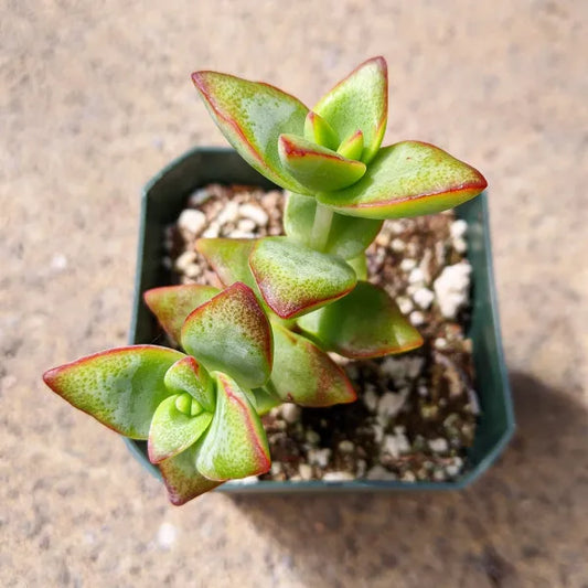 Close-up of Crassula Rupestris ‘High Voltage’ showing red-tipped leaves when sun-stressed.
