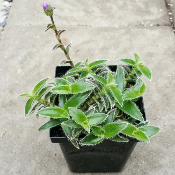 Cyanotis Somalensis