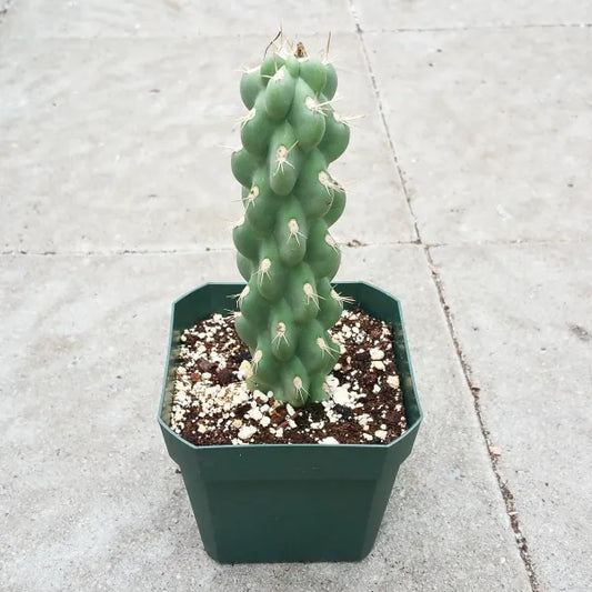 Cylindropuntia Opuntia Imbricata Cholla