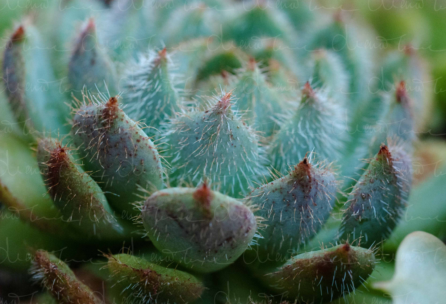 "Close-up of Echeveria Setosa Minor showcasing a blue rosette with fuzzy, soft-textured leaves."