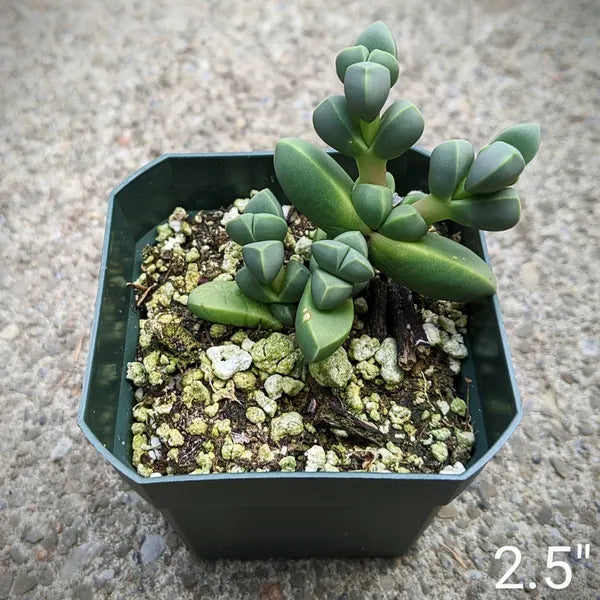 Close-up of Delosperma Lehmannii showcasing its fleshy, bright green leaves arranged in a compact, geometric pattern. The plant is potted in a small container, highlighting its neat and tidy growth habit.