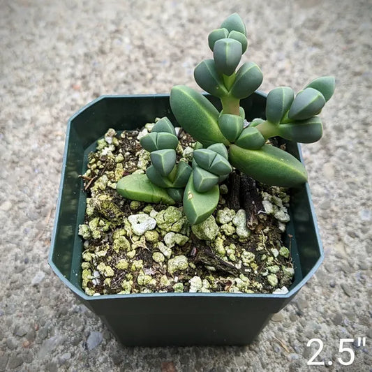Close-up of Delosperma Lehmannii showcasing its fleshy, bright green leaves arranged in a compact, geometric pattern. The plant is potted in a small container, highlighting its neat and tidy growth habit.