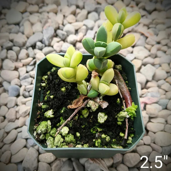 Close-up of Delosperma Lehmannii Variegata displaying its fleshy, green and creamy-white variegated leaves. The compact, geometric growth pattern is highlighted, showing the plant's unique texture and colour variation.