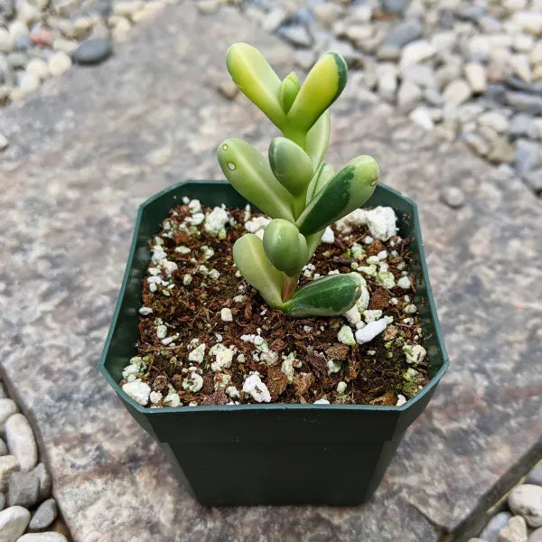 Close-up of Delosperma Lehmannii Variegata displaying its fleshy, green and creamy-white variegated leaves. The compact, geometric growth pattern is highlighted, showing the plant's unique texture and colour variation.
