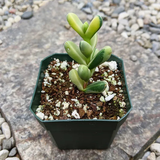 Close-up of Delosperma Lehmannii Variegata displaying its fleshy, green and creamy-white variegated leaves. The compact, geometric growth pattern is highlighted, showing the plant's unique texture and colour variation.