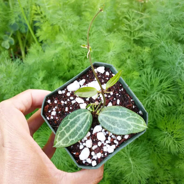 Dischidia Ovata aka Watermelon Dischidia