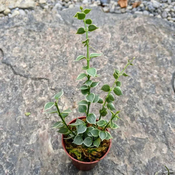 Dischidia Ruscifolia Variegata ake Variegated Million Hearts