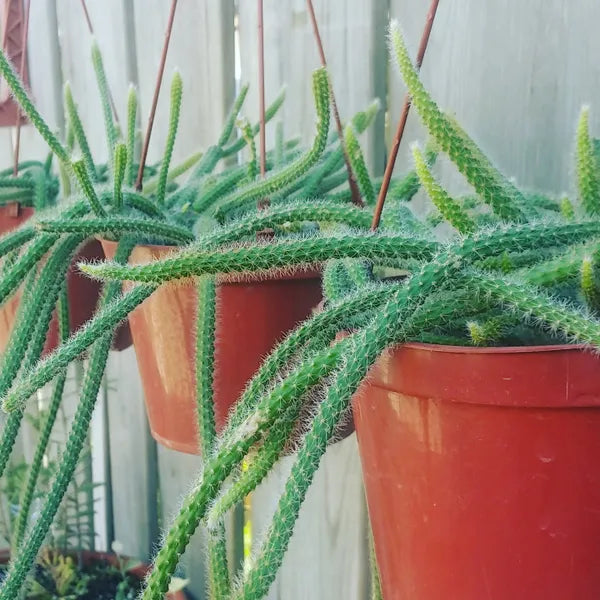 Disocactus Flagelliformis aka Rat Tail Cactus
