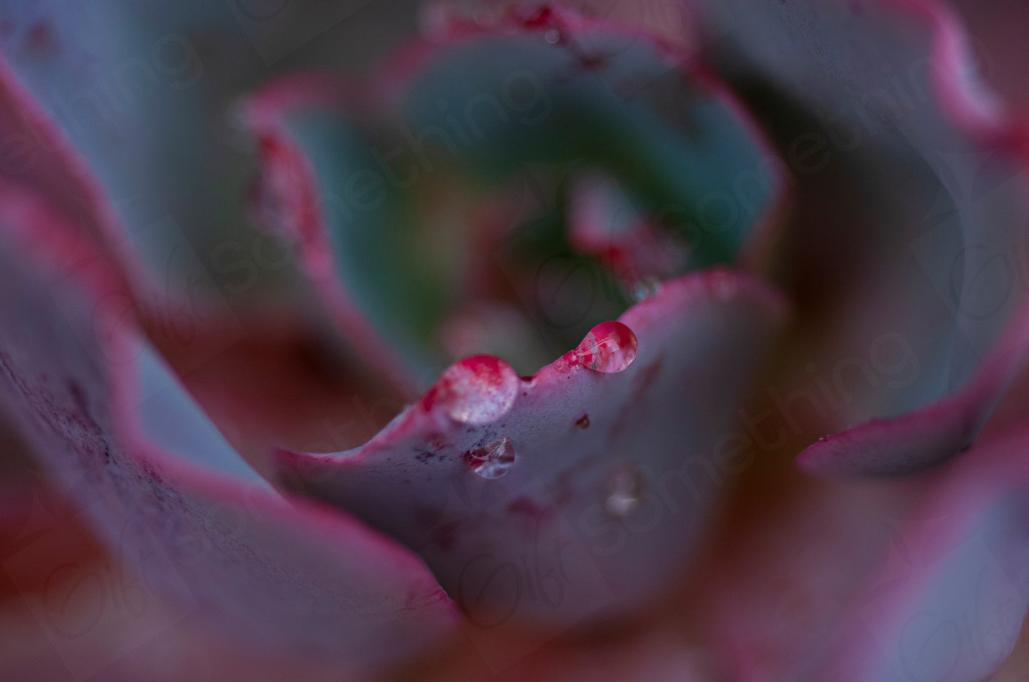 Close-up macro photo of Echeveria Afterglow succulent leaves with vivid magenta colours and raindrops, perfect for digital stock photography or home décor.