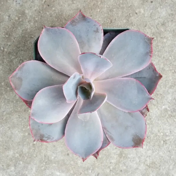 Echeveria Afterglow