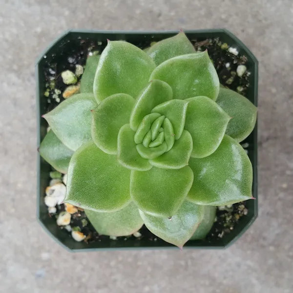 Echeveria Agavoides