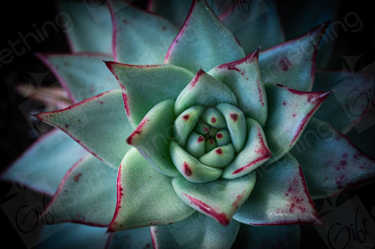 Echeveria Agavoides Ebony