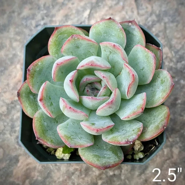 Echeveria Apus