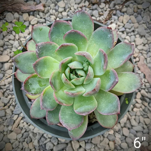 Echeveria Apus