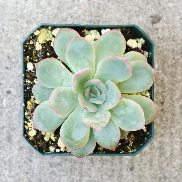 Echeveria Apus