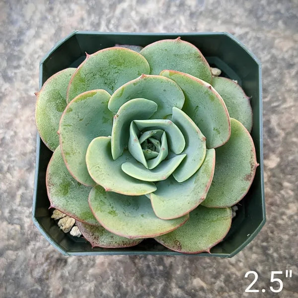 Echeveria Atlantis