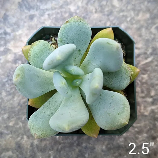 Close-up of Echeveria 'Blue Canna,' showing a rosette of thick, fleshy leaves in a striking blue-gray color with a subtle powdery coating. The leaves are broad and rounded, forming a dense, symmetrical rosette.