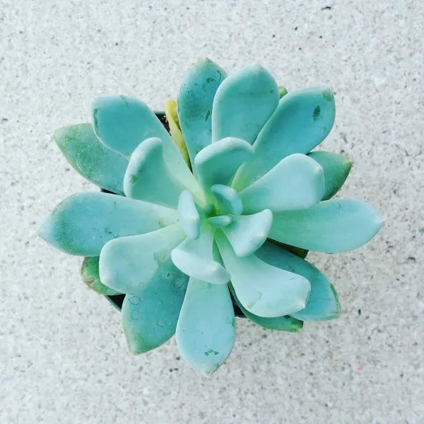 Close-up of Echeveria 'Blue Canna,' showing a rosette of thick, fleshy leaves in a striking blue-gray color with a subtle powdery coating. The leaves are broad and rounded, forming a dense, symmetrical rosette.