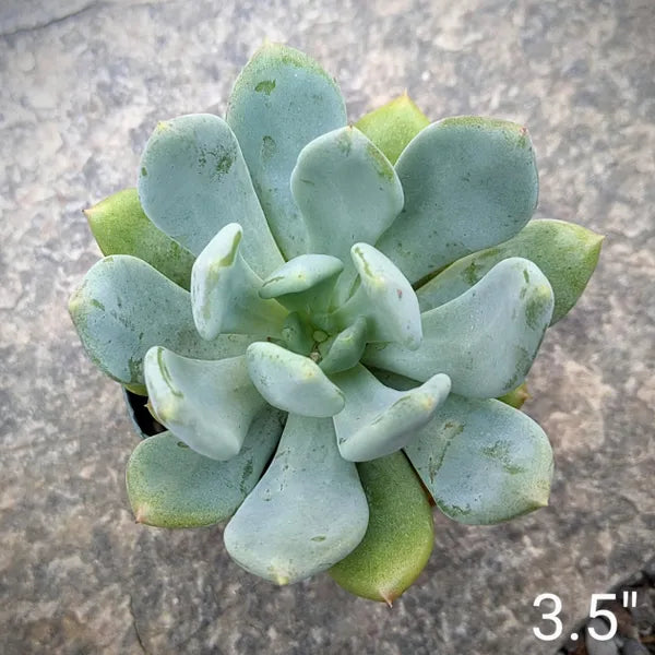 Close-up of Echeveria 'Blue Canna,' showing a rosette of thick, fleshy leaves in a striking blue-gray color with a subtle powdery coating. The leaves are broad and rounded, forming a dense, symmetrical rosette.