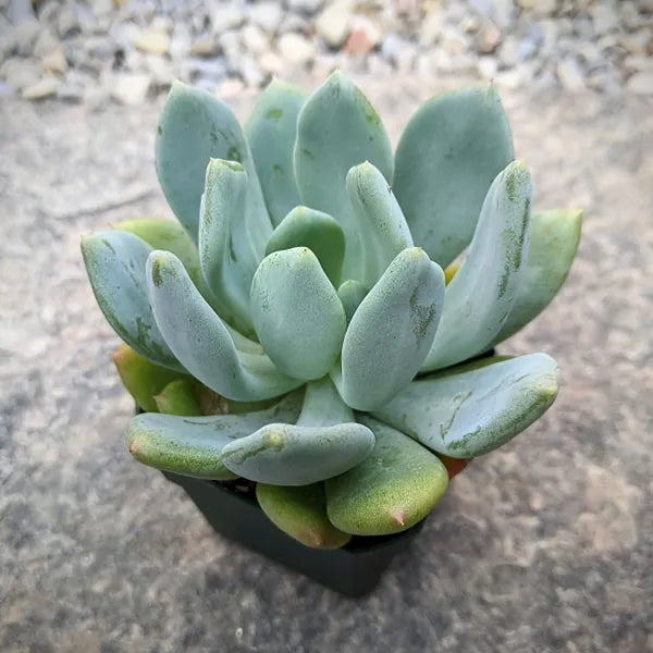 Close-up of Echeveria 'Blue Canna,' showing a rosette of thick, fleshy leaves in a striking blue-gray color with a subtle powdery coating. The leaves are broad and rounded, forming a dense, symmetrical rosette.