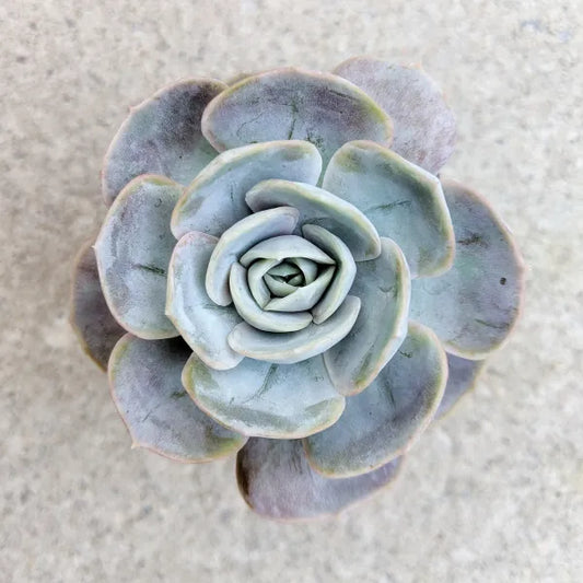 Close-up of Echeveria 'Blue Surprise,' featuring a rosette of thick, fleshy leaves in a striking blue-grey colour with a hint of lavender. The leaves are slightly pointed with a smooth, waxy texture, arranged in a tight, symmetrical rosette.