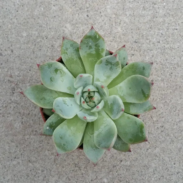 Echeveria Chihuahuensis
