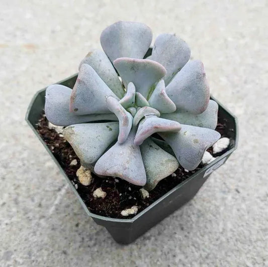 Close-up of Echeveria Cubic Frost in a 2.5" pot, showcasing its striking geometric rosette with powdery lilac-grey leaves. The fleshy, curled leaves form a unique, symmetrical structure that gives this succulent its eye-catching appearance.