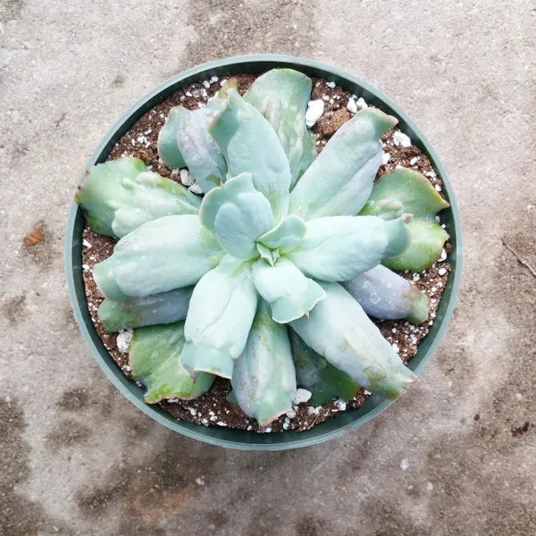 Echeveria Culibra
