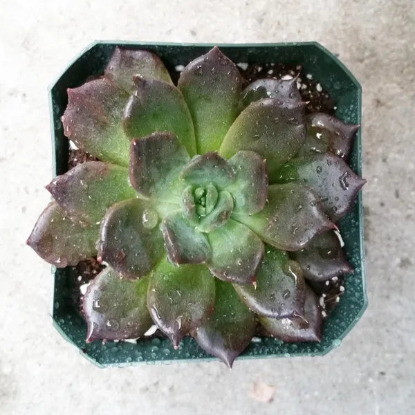 Echeveria Echoc