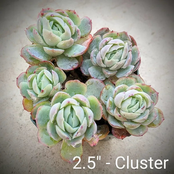 Echeveria elegans – Mexican Snowball Succulent