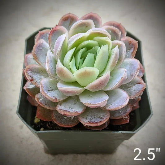 Echeveria elegans – Mexican Snowball Succulent