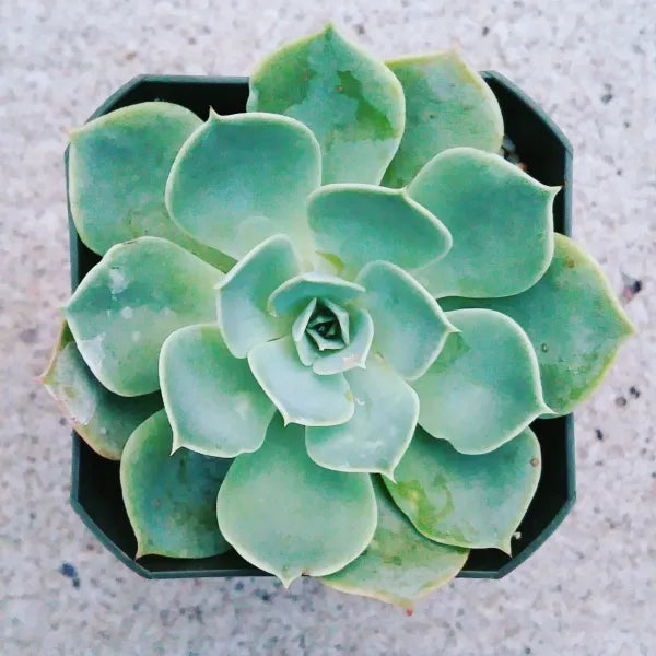 Echeveria Gluaca