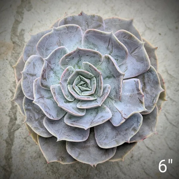 Echeveria Lilacina