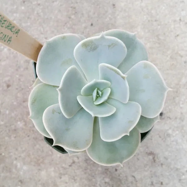 Echeveria Lilacina