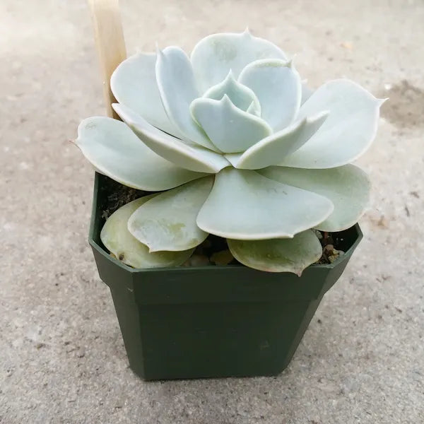 Echeveria Lilacina
