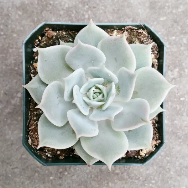 Echeveria Lola