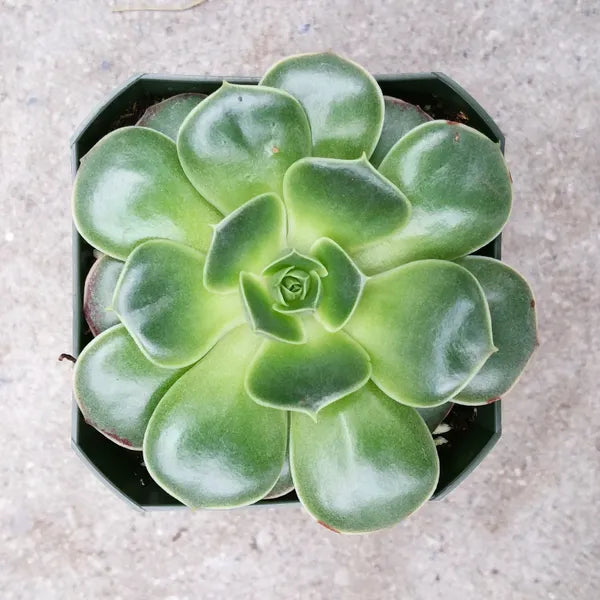 Echeveria Longissima