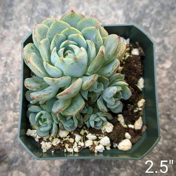 Echeveria Minima