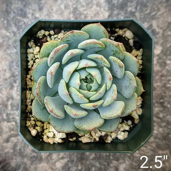 Echeveria Minima