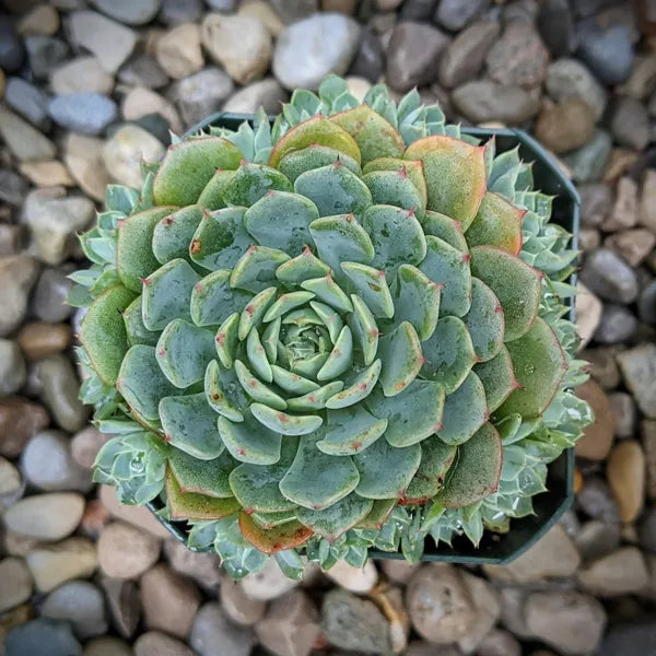 Echeveria Minima