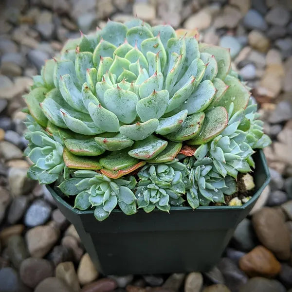 Echeveria Minima