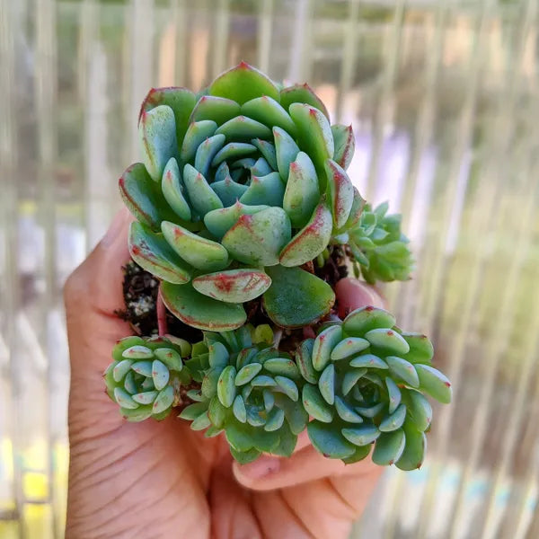 Echeveria Minima