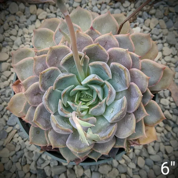 Echeveria Orion